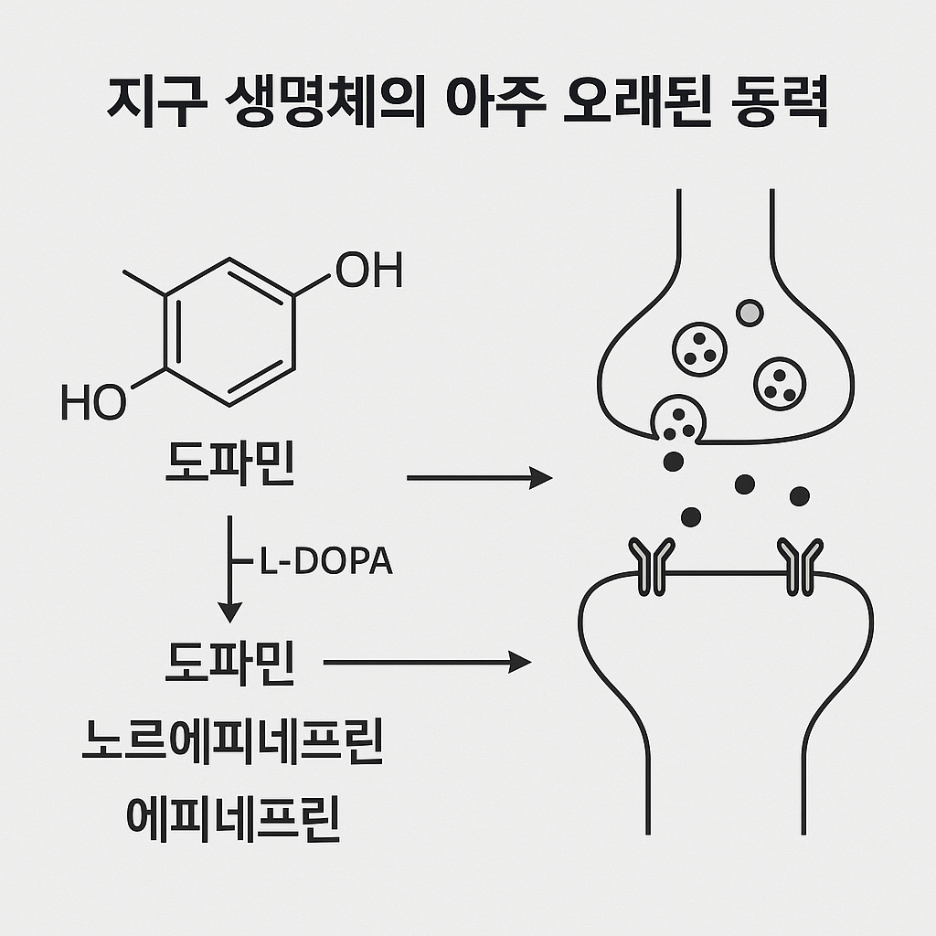 도파민은 행복 호르몬이 아니다, 중독 호르몬 역시 아니다!